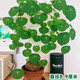臨雅的花園山烏龜植物金不換盆栽紅藤圓葉室內陽(yáng)臺爬藤觀(guān)葉水培好養綠植夏天 紅藤圓葉【8-9直徑】1個(gè)