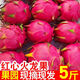 正宗廣西紅心火龍果金都一號當(dāng)季新鮮水果整箱批發(fā)火龍果紅心紅肉 紅心紅龍果中果5斤