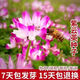 正宗紫云英種子紅花草草籽食用野菜養(yǎng)蜂蜜源固氮綠肥植物牧草種子 5斤紫云英凈籽【一級新種】