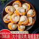 新食道特大扇貝肉 新鮮活凍處理 現(xiàn)剝扇貝柱瑤柱元貝 海鮮水產(chǎn)貝類 扇貝肉1斤裝