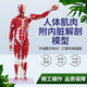 藍蝶80CM醫學(xué)人體全身肌肉模型內臟器官解剖結構組織運動(dòng)仿真教具  80cm全身肌肉人可拆27部件