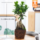 綠有意大榕樹盆景辦公室內桌面客廳綠植花卉四季常青小榕樹盆栽易活植物 小號15~20厘米高 不含盆