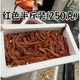 貓樂(lè)魚活沙蠶海蟲海沙蟲釣魚餌料海蜈蚣活餌海釣紅青蟲沙蠶鮮活現(xiàn)貨?；?紅泡沫盒半斤裝(250克/盒)
