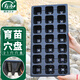 壽禾 穴盤(pán)育苗器種植盒多肉瓜果蔬菜播種杯 穴盤(pán)21孔5片