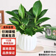 行湘金鉆水培綠植桌面綠植盆栽觀葉盆景+白色南瓜塑料吸水盆 源頭直發(fā)