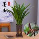 金邊蘭建蘭大圣荷可水培蘭花室內陽(yáng)臺花卉濃香好養易活綠植盆栽 墨蘭墨玉2壯苗裸根