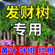 發(fā)財樹(shù)專(zhuān)用營(yíng)養液吊針液發(fā)黃掉葉子枯葉爛根肥料樹(shù)木復活液激活劑 1瓶【500ml】一斤裝