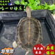 亞巨龜亞洲巨型龜廟龜黑山龜素食龜吃菜龜半水龜寵物四大巨龜之一 14-16CM亞巨龜 全品帶證件