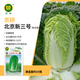 京研大白菜種子北京新三號農(nóng)科院秋播冬儲白菜個頭大幫白葉綠蔬菜籽孑 北京新三號 10克