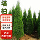 莎翁 塔柏松柏樹(shù)苗松樹(shù)苗墓墳前頭墓地松掃墓清明松側柏球柏樹(shù)苗 塔柏：50-70厘米高