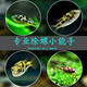 AIPHAROW魚(yú)缸除雜螺巧克力娃娃魚(yú)河豚小型淡水活體除渦蟲(chóng)熱帶魚(yú)觀(guān)賞魚(yú)包活 巧克力娃娃1.5CM2條