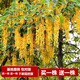 【2株裝 開(kāi)花多】長(cháng)穗豐花紫藤花苗爬藤植物藤蔓紫藤花樹(shù)苗蘿老樁盆栽四季開(kāi)花庭院 金藤5年苗(2株裝) 不含盆