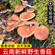云南深山野生新鮮香菇 野生香蕈小香菇 三桑菌 香樟菌 食用蘑菇 野生新鮮香蕈 1000g