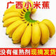 駐晨（ZHUCHEN）正宗廣西小米蕉9斤 新鮮水果當(dāng)季香甜小芭蕉黃皮香蕉 現(xiàn)貨速發(fā) 精品 小米蕉 5斤裝-凈重 2.3kg
