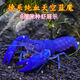 噢水噢鰲蝦觀賞蝦魚缸淡水寵物大型水族活體蝦龍紋天空藍魔紅白藍小鰲蝦 德系天空7-8厘米1對