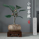 臨雅空氣鳳梨植物盆栽室內(nèi)客廳中式禪意盆景好養(yǎng)活綠植辦公室擺件花卉 小盼菩提+蓮花盆+白石子+木托