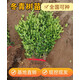 懶人熊冬青樹(shù)苗北海道黃楊庭院圍墻籬笆植物四季常青法國耐寒綠籬綠化樹(shù) 冬青40-50厘米高（50棵） 【帶土發(fā)貨包成活】 111cm(含)-140cm(含)