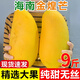 海南金煌芒芒果一級大果新鮮水果現摘青甜心黃皮整箱 9斤裝（一級果王）