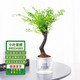 通沭小葉紫檀室內(nèi)盆栽綠植四季常青植物花卉 小葉紫檀+早安盆源頭直發(fā)