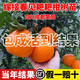 嫁接春見(jiàn)耙耙柑樹(shù)苗正宗四川橘子苗桔子果樹(shù)苗南北方庭院地栽盆栽 嫁接春見(jiàn)耙耙柑【假一賠十】 1.2-1.5公分粗/90-110公分高