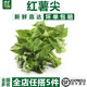 千牛優(yōu)福紅薯葉新鮮專吃葉子地瓜葉嫩尖農家自種食用番薯葉苕尖天然蔬菜 1斤