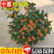 湃點(diǎn)桂花樹(shù)苗丹桂濃香型大樹(shù)庭院室外四季常綠地栽丹桂粗1cm 源頭直發(fā)