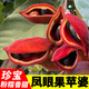 廣東鳳眼果新鮮水果 富貴子九層皮果六旺果萍蘋(píng)婆果七姐果純黑果 速凍去皮鳳眼果袋裝 1斤【去殼發(fā)貨-黃果仁】