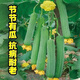 特大肉絲瓜種春夏秋季特長(cháng)絲瓜籽農家庭院爬藤種子蔬菜菜種子 【節節有瓜】肉絲瓜種子 原裝: 1袋【約30?！?宋肥料