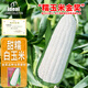 IDEAL理想農(nóng)業(yè) 白甜糯玉米種子金獎(jiǎng)?wù)犯弋a(chǎn)非轉(zhuǎn)基因矮大棒抗旱抗倒伏