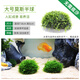 AIPHAROW魚(yú)缸中后景綠菊坨草活體淡水懶人造景蜈蚣草造景植物綠宮廷坨草 莫斯半球大號(定植好 入缸成景)