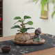 八芽盆栽小盼菩提樹(shù)植物室內禪意盆景辦公室桌面好養綠植源頭直發(fā)包郵 蓮花盆菩提（禪思菩薩套裝）