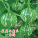 早熟一串鈴南瓜種子種籽小青瓜家庭早熟嫩南瓜盆栽種孑蔬菜種籽 一串鈴南瓜約10粒【原裝】