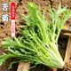 密水農(nóng)家密云農(nóng)業(yè) 新鮮蔬菜 鮮挖苦菊菜 大拌菜 沙拉菜用 味濃 苦菊 300g