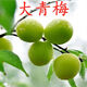 青梅苗樹(shù)苗青口梅酸梅苗烏梅種植梅子樹(shù)嫁接苗實(shí)生苗南方當年結果 六年豐收苗 -