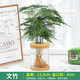 綠有意綠蘿發(fā)財(cái)樹文竹多肉花卉盆栽植物室內(nèi)薄荷富貴竹水培小綠植好養(yǎng)活 文竹 含盆