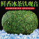 毅茶匠無(wú)梗冰茶2025新茶高山鐵觀(guān)音茶葉特級蘭花香新鮮濕茶濃香型烏龍茶