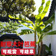 夢(mèng)開(kāi)始芭蕉樹(shù)綠植盆栽香蕉苗粉蕉庭院大型芭蕉樹(shù)苗北方耐寒觀(guān)賞綠化植物 芭蕉樹(shù)苗20～30厘米高2棵帶士 基地直銷(xiāo)