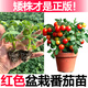 康和豐超甜好吃紅黃黑矮生小番茄苗秧種子小櫻桃西紅柿盆栽陽(yáng)臺四季高產(chǎn) 矮生紅果3棵+1包肥【1級苗】