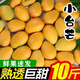 冠福記正宗海南小臺農芒果新鮮當季特產小臺芒金孕婦煌熱帶水果10斤特產 5斤精選裝