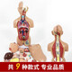 皖天煜安3B高品質(zhì)專(zhuān)業(yè)醫學(xué)人體解剖模型兩性器官內臟可拆卸軀干結構醫院中醫系統學(xué)生教學(xué)豪華款 45cm兩性帶磁【帶數標】【開(kāi)背】