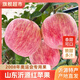 沂源紅蘋果山東自家種植新鮮多汁水紅富士脆甜當(dāng)季現(xiàn)摘 沂源紅蘋果5斤（一級(jí)）