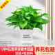 綠有意綠蘿盆栽室內植物花卉綠植水培長(cháng)藤垂吊大葉綠籮新房家用吸除甲醛 120#白色早安盆吸水盆綠蘿4盆+4肥 帶盆帶土發(fā)貨
