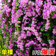 臨雅炮仗花爬藤植物四季開(kāi)花卉盆栽陽(yáng)臺庭院凌霄花苗老樁大苗藤蔓爬墻 【蒜香藤】35cm-紫粉雙色