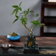 景郁春 JIRYUCUR發(fā)財樹小盆栽水培植物辦公室內(nèi)桌面綠植發(fā)財樹+線條灰源頭直發(fā)