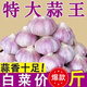 靜益樂源山東紫皮蒜大蒜干大蒜蔬菜批發(fā)干蒜自種大蒜種子多瓣蒜當季蔬菜 精品大蒜【45mm中果】凈重4.5斤 精選今年大蒜