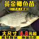 鯽魚苗活體淡水養(yǎng)殖高背鯽大坂鯽魚觀賞魚活體飼料中科鯽魚苗批發(fā) 工程鯽4-6厘米1000條加10%防損