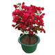 梅花造型盆景梅花苗梅花樹(shù)苗陽(yáng)臺庭院種植耐寒耐旱植物盆栽地栽當年開(kāi)花 三角梅 鴻運 三年苗