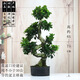 種花迷金錢(qián)榕盆栽綠植花卉大8字老樁造型s彎搖錢(qián)樹(shù)植物小葉人參榕樹(shù)盆景 1顆S造型小葉金錢(qián)榕高約65-75c 不含盆