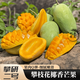 青惠悠正宗攀枝花大椰香芒果攀研二號育果凍布丁雞蛋芒四川特產(chǎn)水果禮盒 椰香芒5斤裝【普箱】