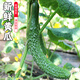 密水農家本地新鮮自種綠心黃瓜 鮮摘水果黃瓜 綠黃瓜 蔬菜 500g